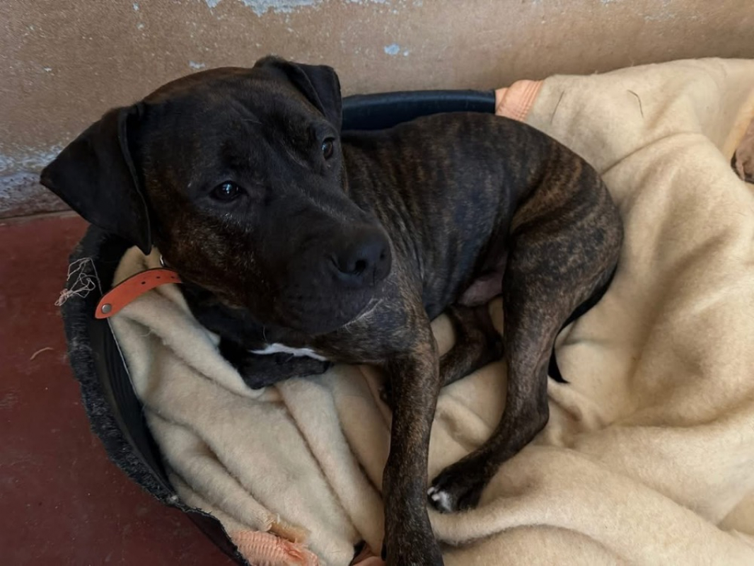 Photo #4 de Nonnette