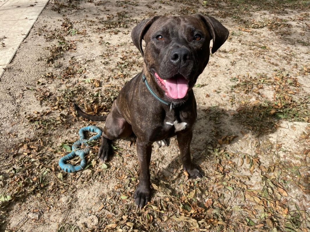 Nonnette - Chien à adopter