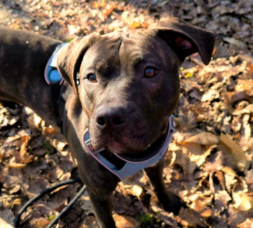 Nonnette - Chien à adopter - photo 2