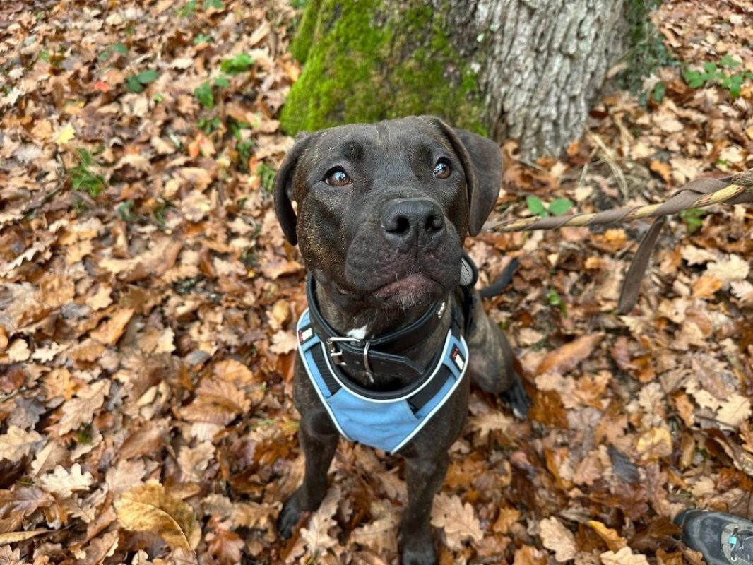 Nonnette - Chien à adopter - photo 3