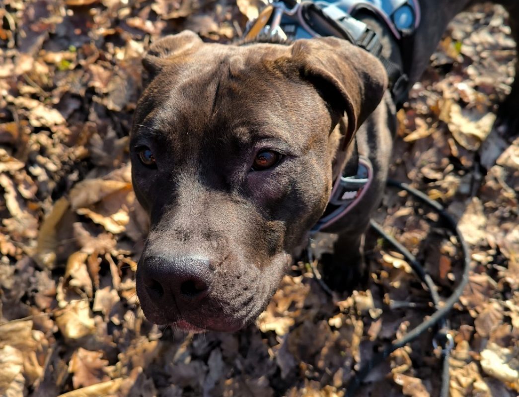 Nonnette - Chien à adopter - photo 4