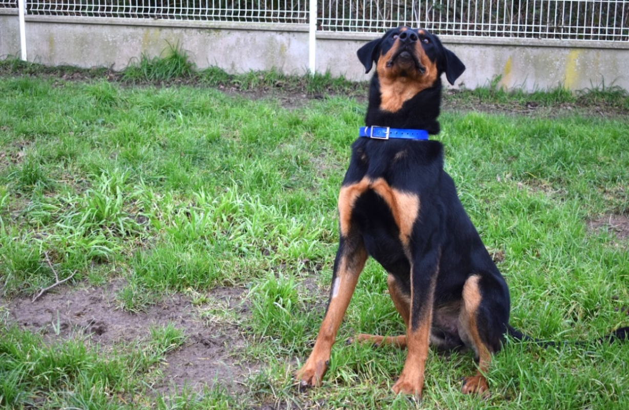 Photo #3 de Beaugosse