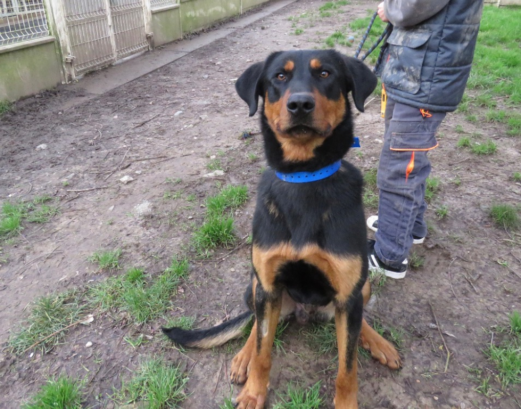 Photo #4 de Beaugosse