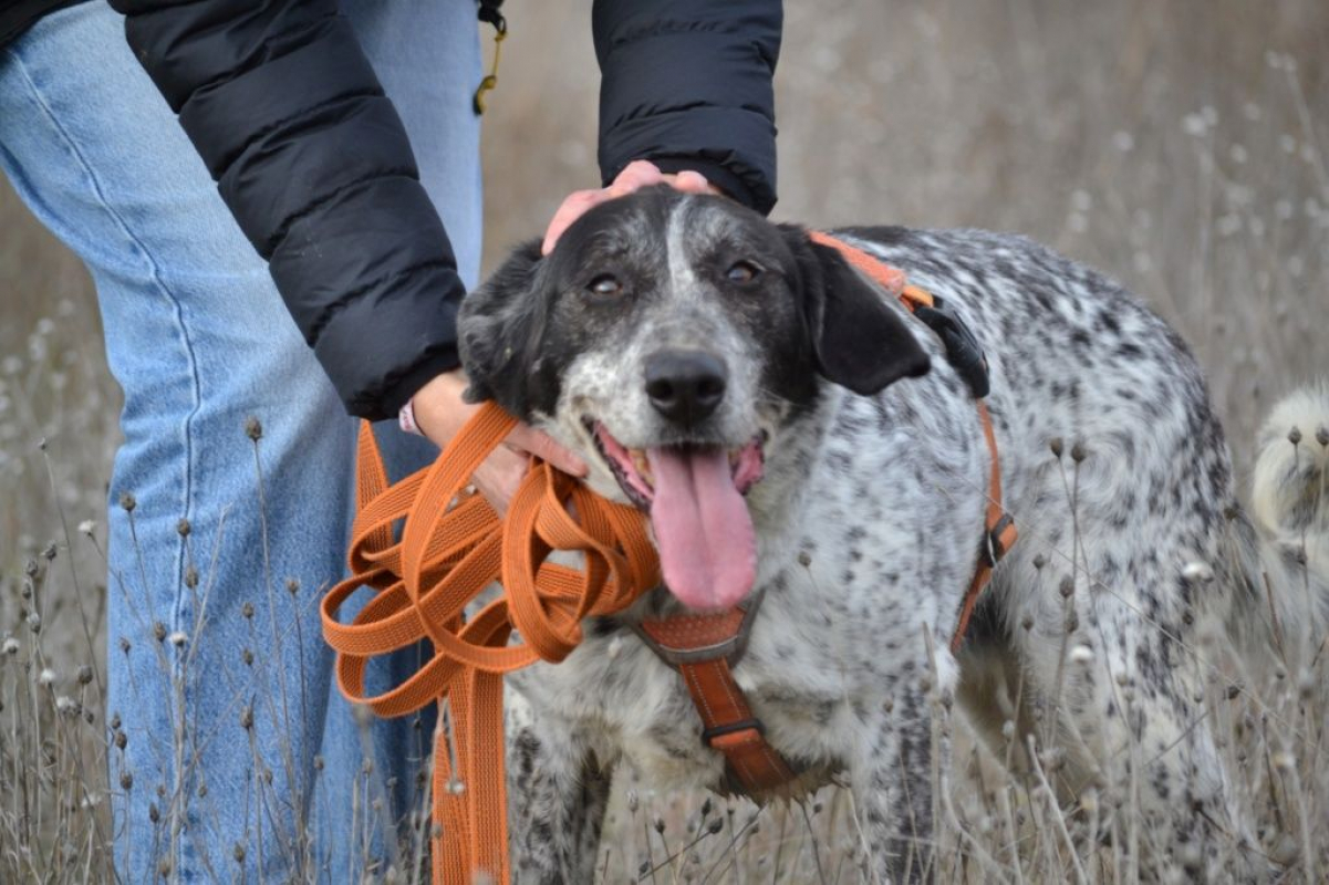 Photo #1 de MIKU – 4 ans – Une chienne en or à adopter !
