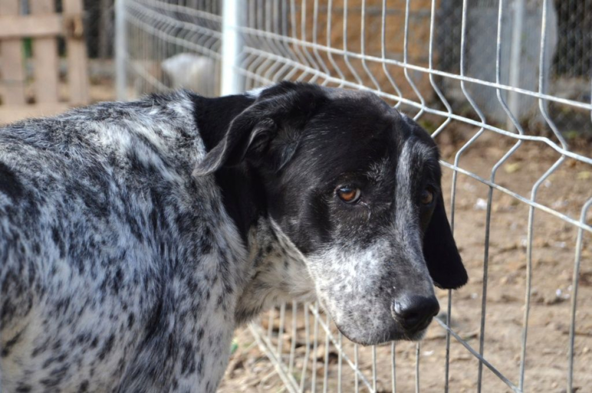 Photo #2 de MIKU – 4 ans – Une chienne en or à adopter !