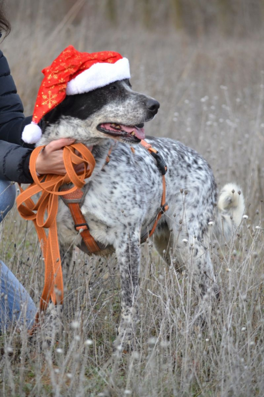 Photo #3 de MIKU – 4 ans – Une chienne en or à adopter !