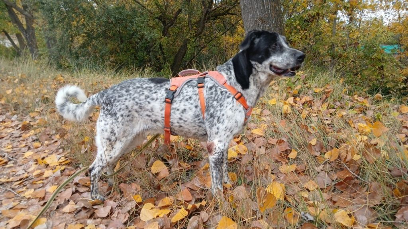 Photo #4 de MIKU – 4 ans – Une chienne en or à adopter !