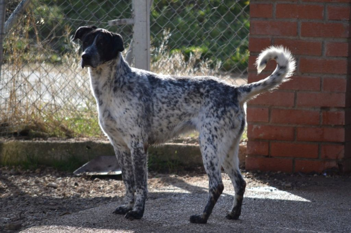 Photo #5 de MIKU – 4 ans – Une chienne en or à adopter !