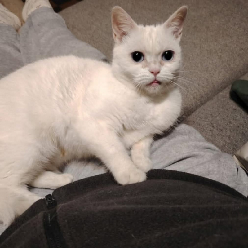 Photo #1 de Duchesse