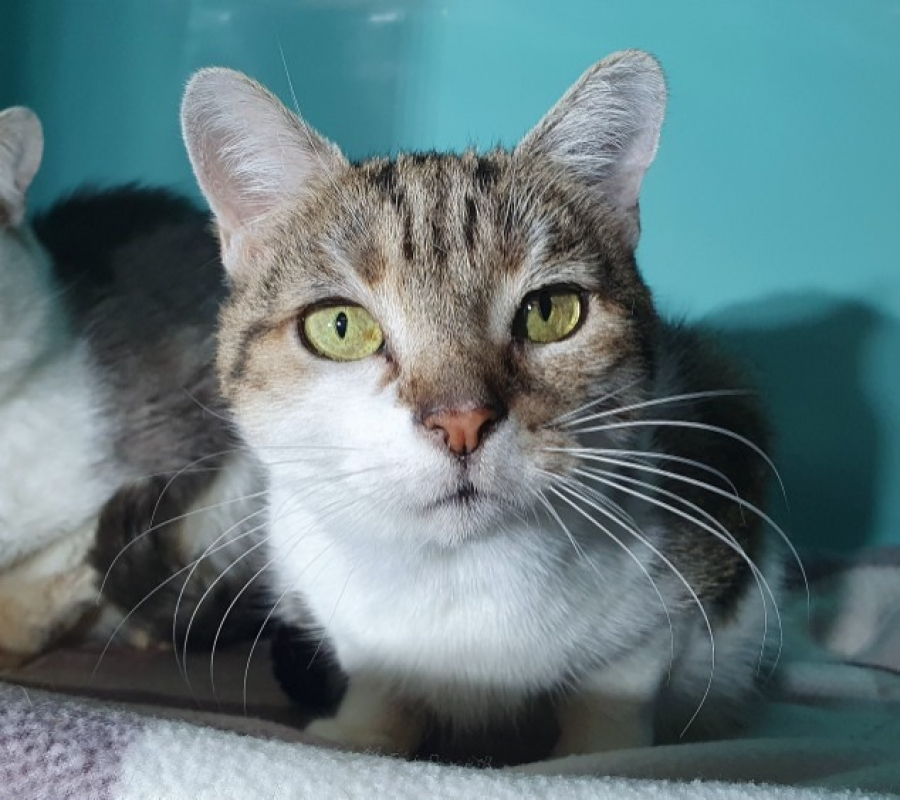 Photo #1 de Jacotte cha