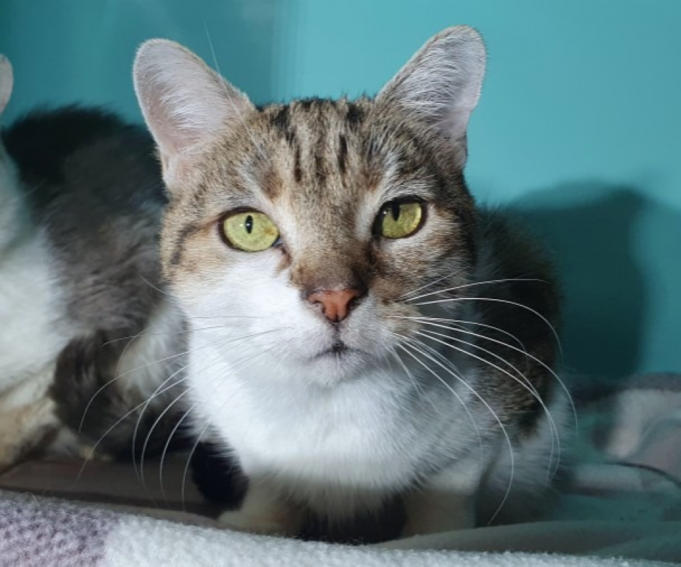 Photo #2 de Jacotte cha