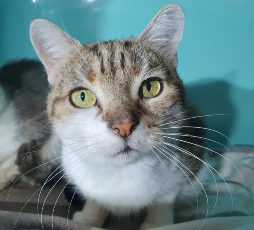 Photo #3 de Jacotte cha