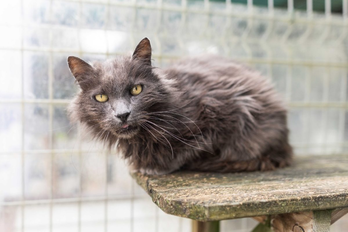Zydos - Chat Européen à adopter