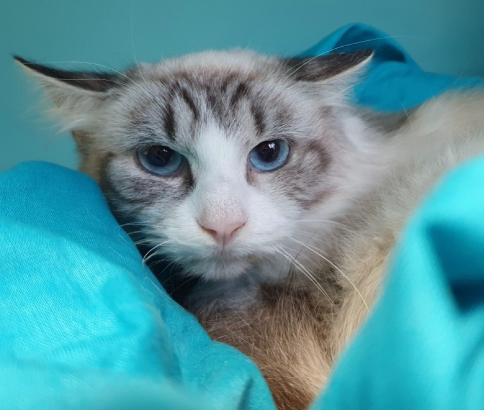 Photo de Cookie