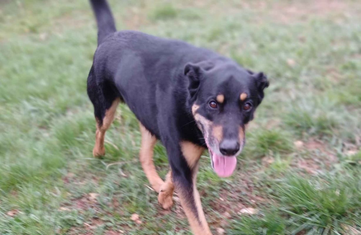 Maxou - Chien à adopter