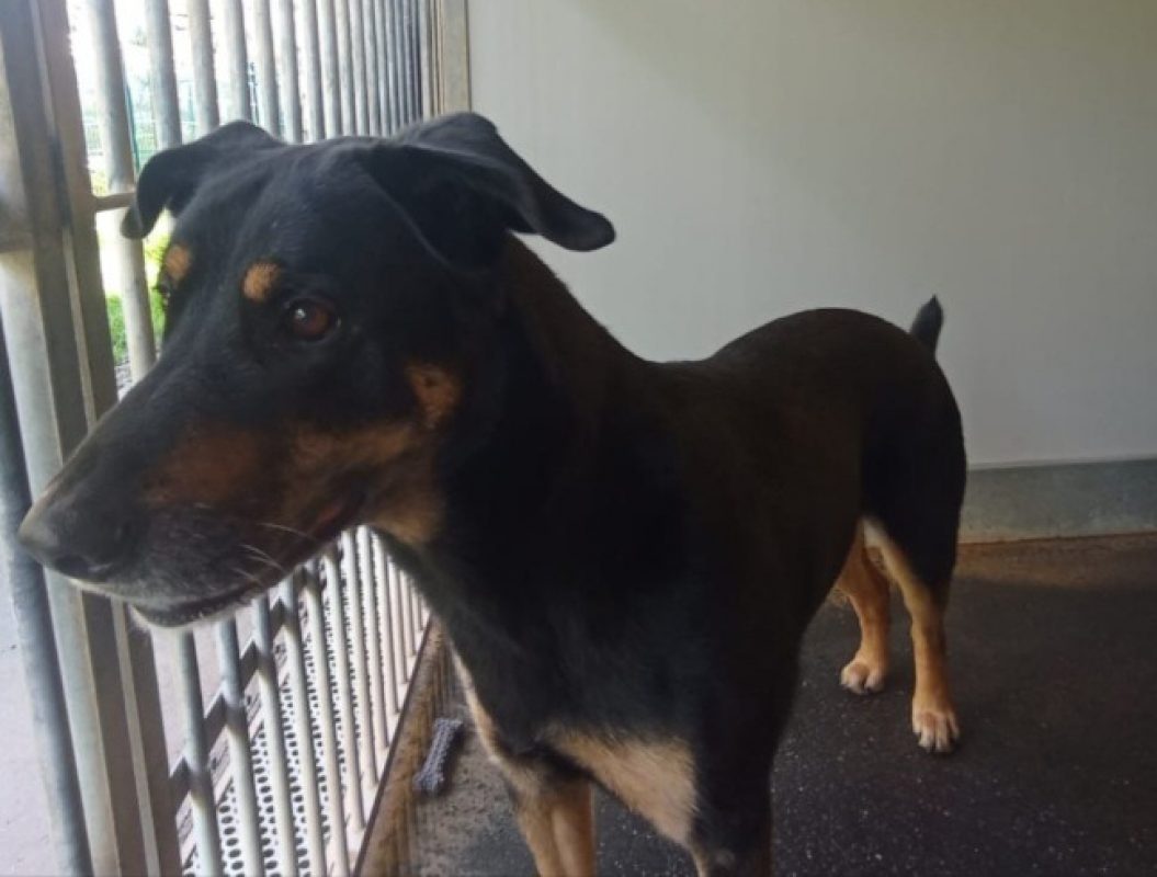 Maxou - Chien à adopter - photo 2