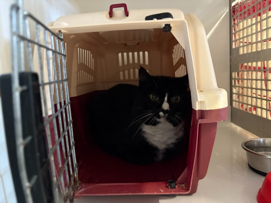 Photo #1 de Séraphin