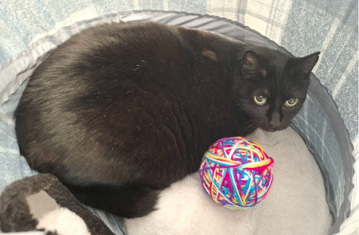 Tino - Chat Européen à adopter