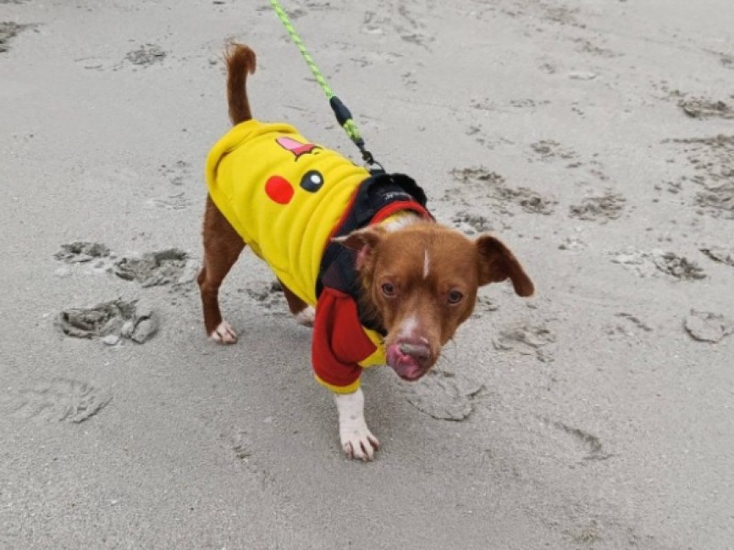 Fripon - Chien Ratier pragois à adopter