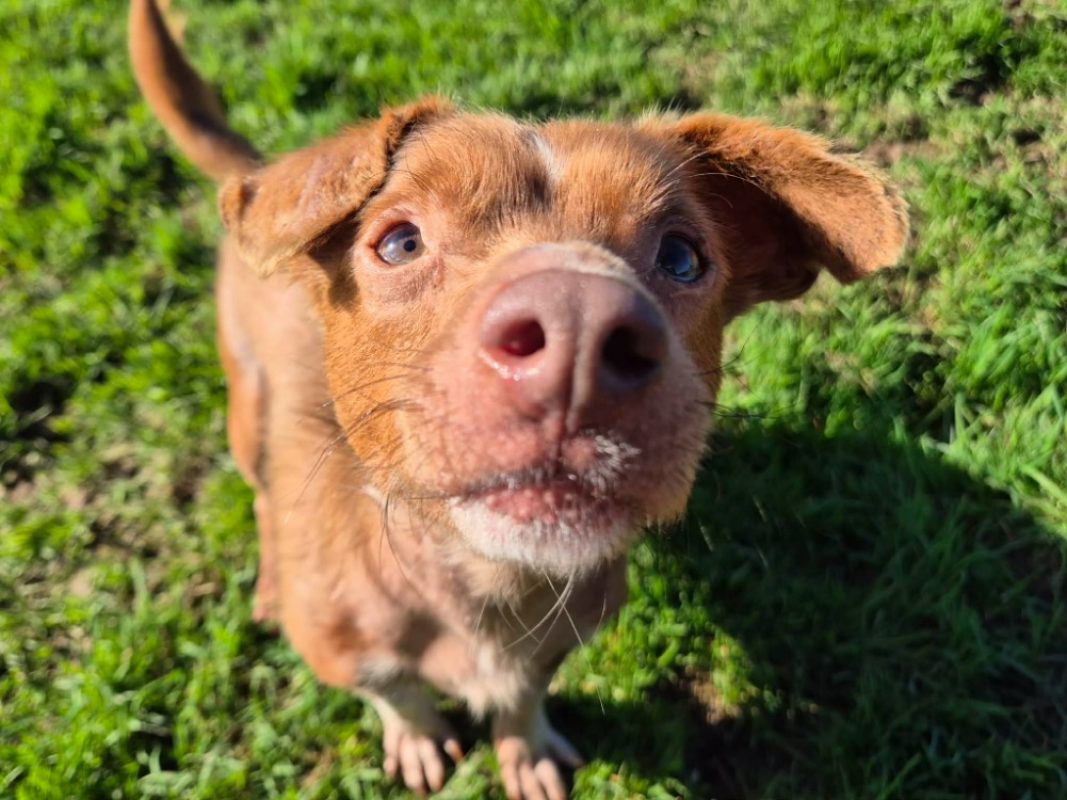 Fripon - Chien Ratier pragois à adopter - photo 2