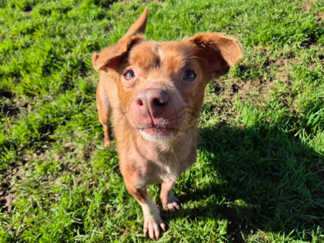 Fripon - Chien Ratier pragois à adopter - photo 3