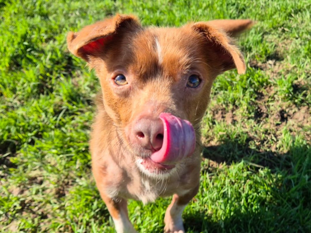 Fripon - Chien Ratier pragois à adopter - photo 4
