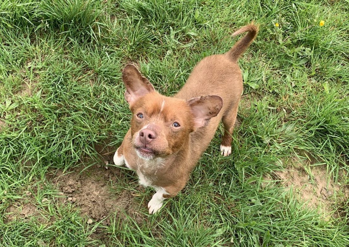 Fripon - Chien Ratier pragois à adopter - photo 5
