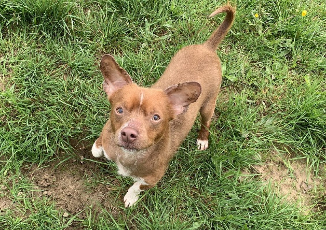 Fripon - Chien Ratier pragois à adopter - photo 6