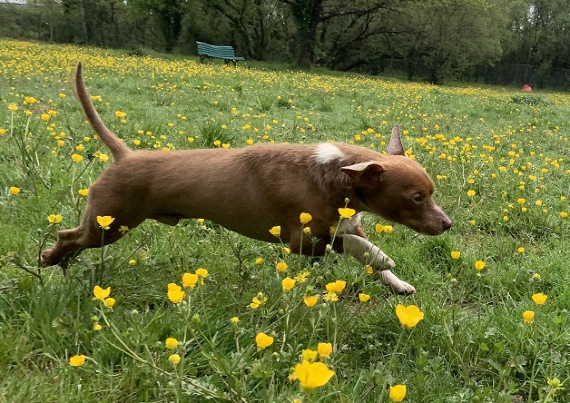 Fripon - Chien Ratier pragois à adopter - photo 7