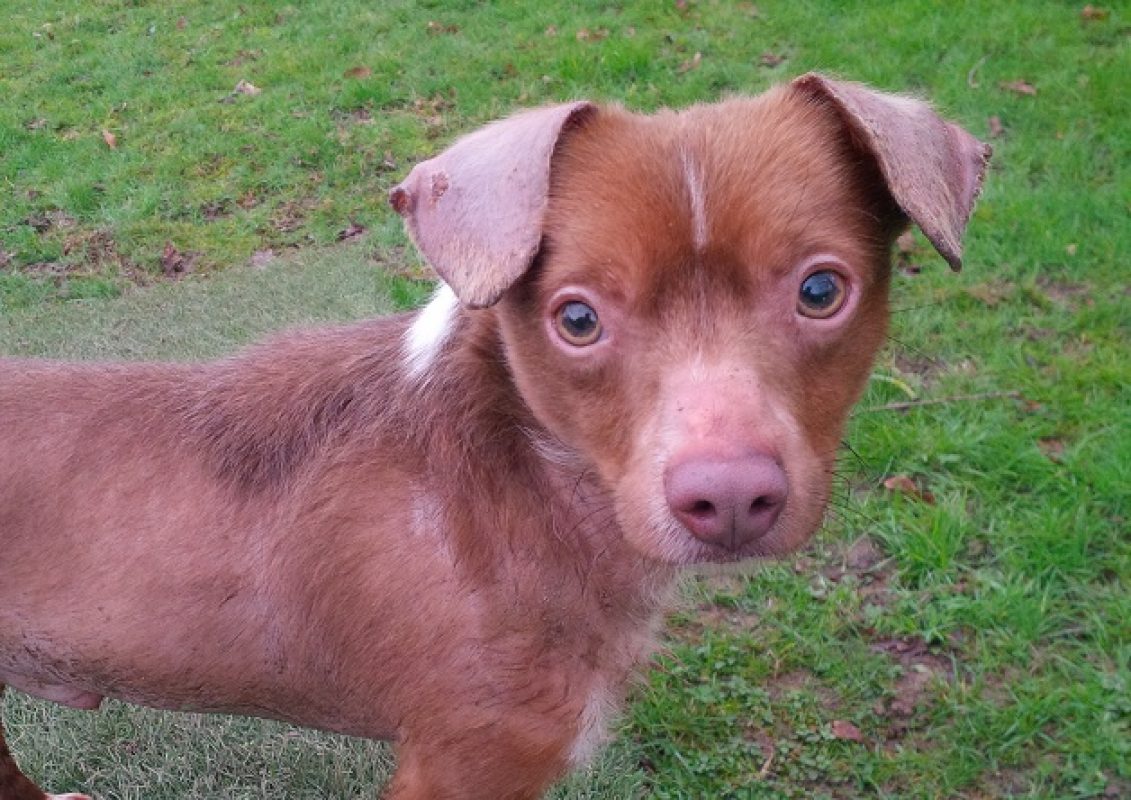 Fripon - Chien Ratier pragois à adopter - photo 8