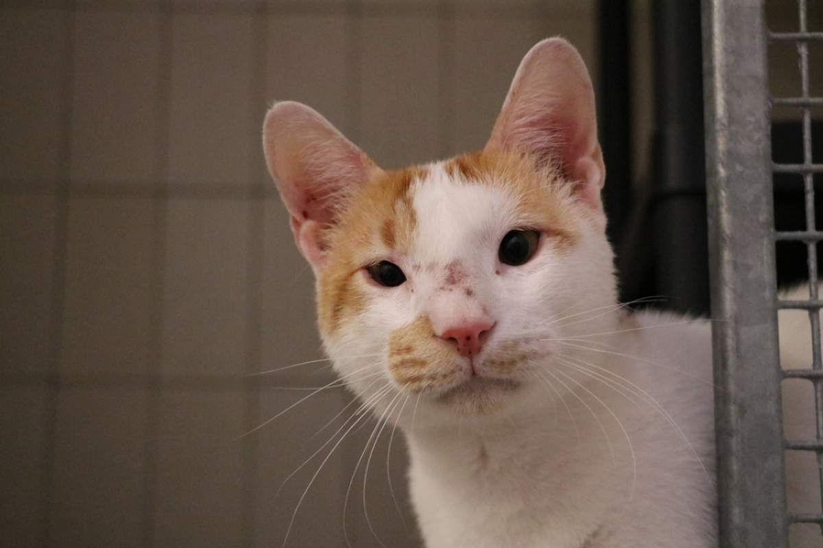 Photo #1 de Dagoni fredo