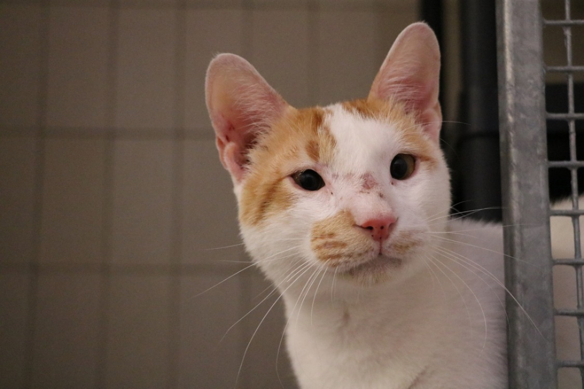 Photo #2 de Dagoni fredo