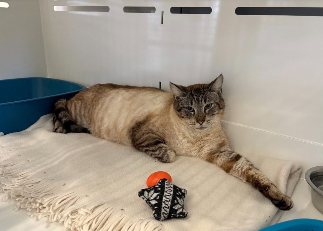 Nougat - Chat Siamois à adopter