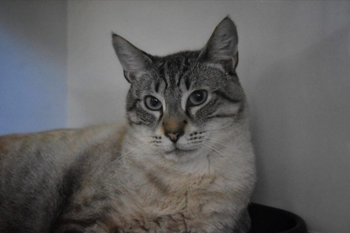 Nougat - Chat Siamois à adopter