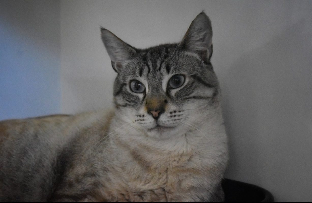 Nougat - Chat Siamois à adopter - photo 3