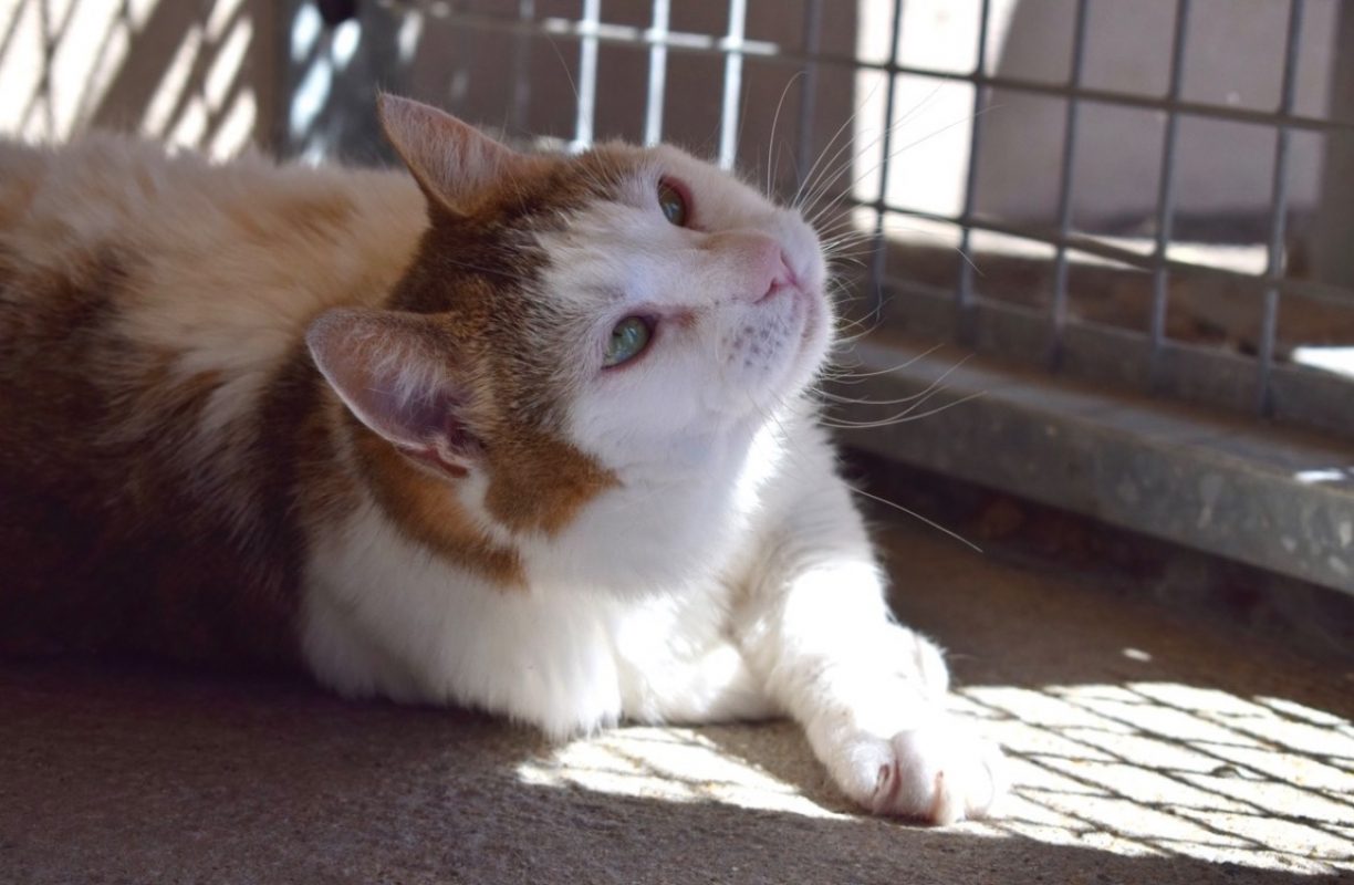 Zebulon - Chat Européen à adopter
