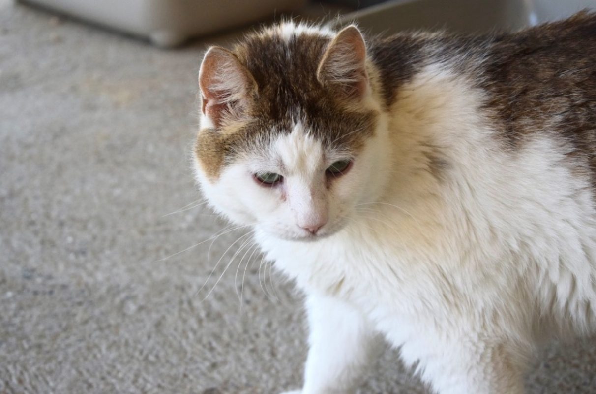 Zebulon - Chat Européen à adopter - photo 2
