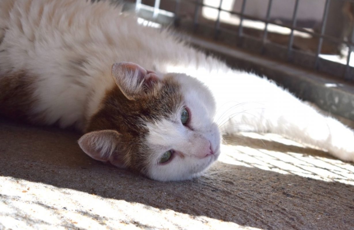 Zebulon - Chat Européen à adopter - photo 3