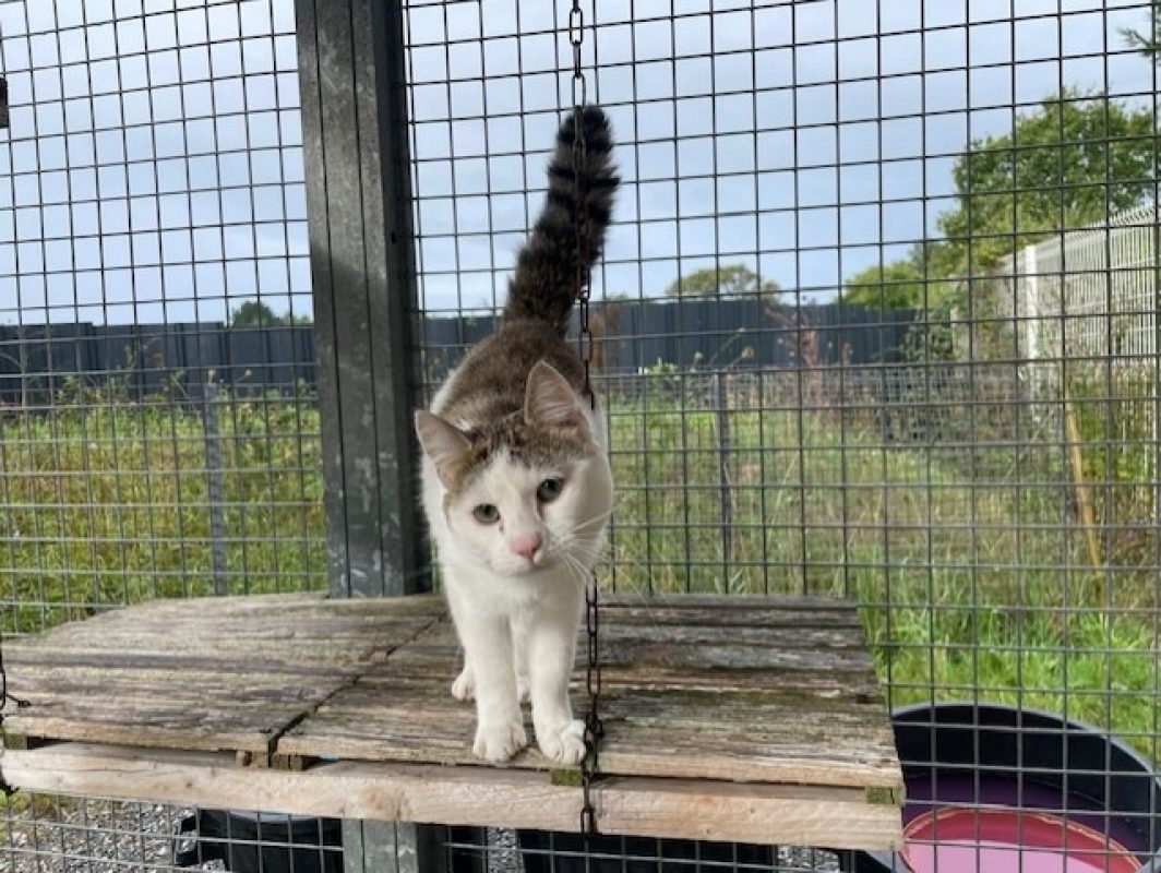Zebulon - Chat Européen à adopter - photo 4