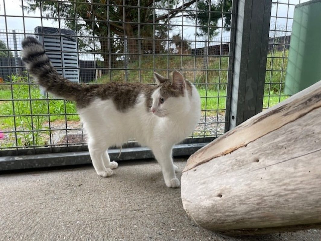 Zebulon - Chat Européen à adopter - photo 5
