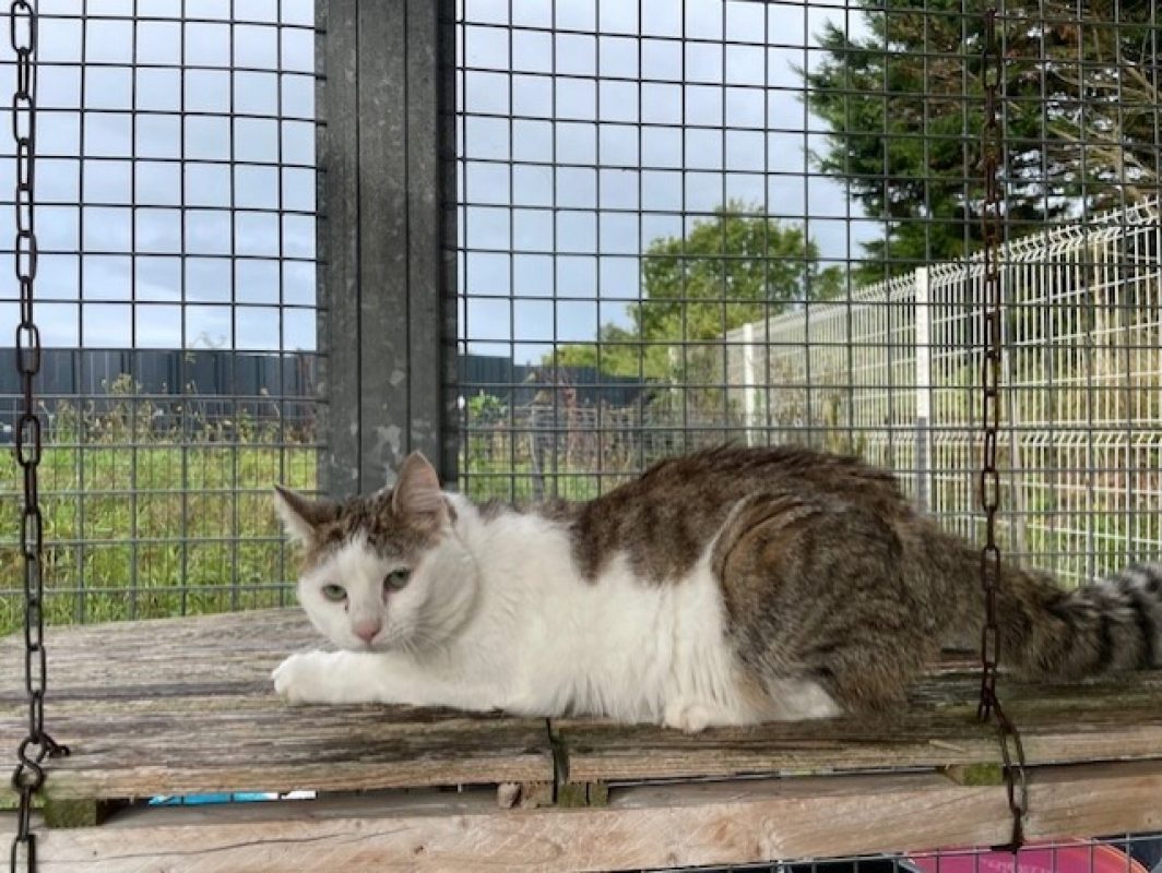 Zebulon - Chat Européen à adopter - photo 6