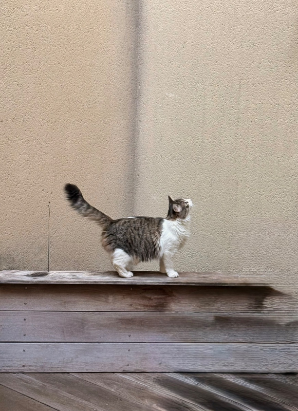 Photo #1 de Savannah