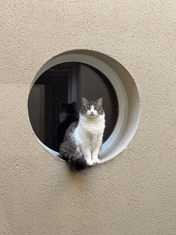 Photo #2 de Savannah