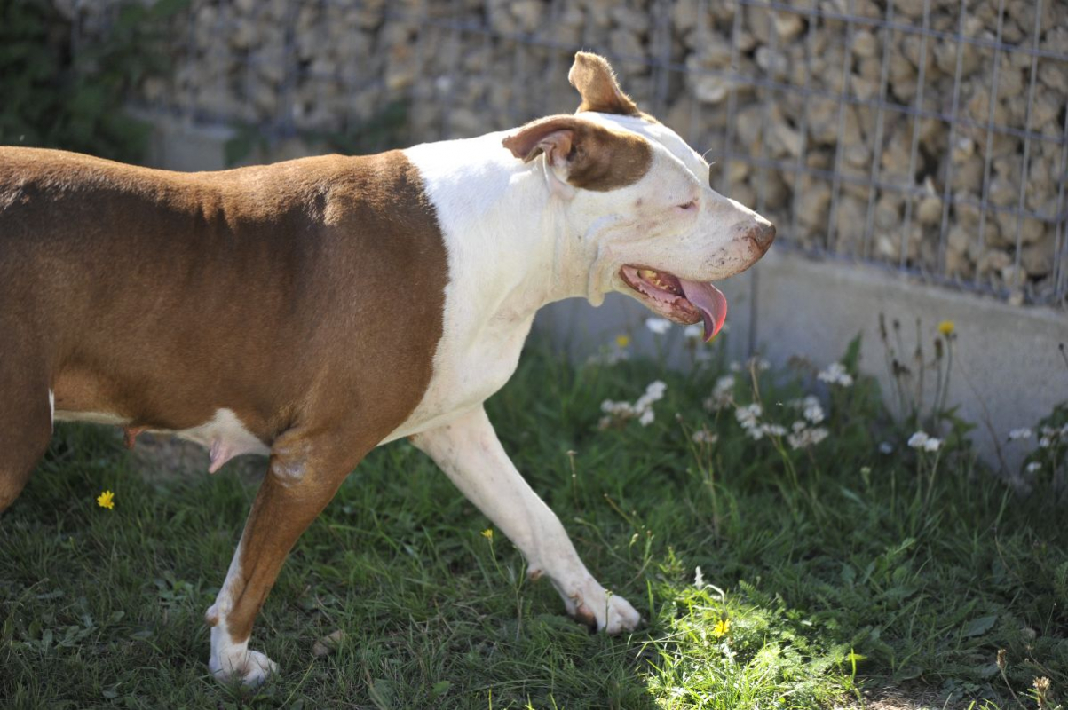 Photo #2 de Caramelle