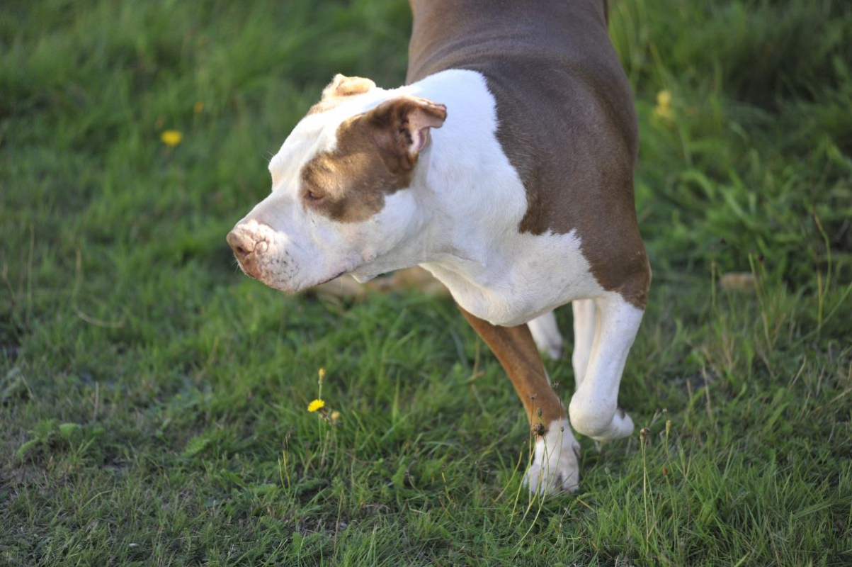 Photo #3 de Caramelle