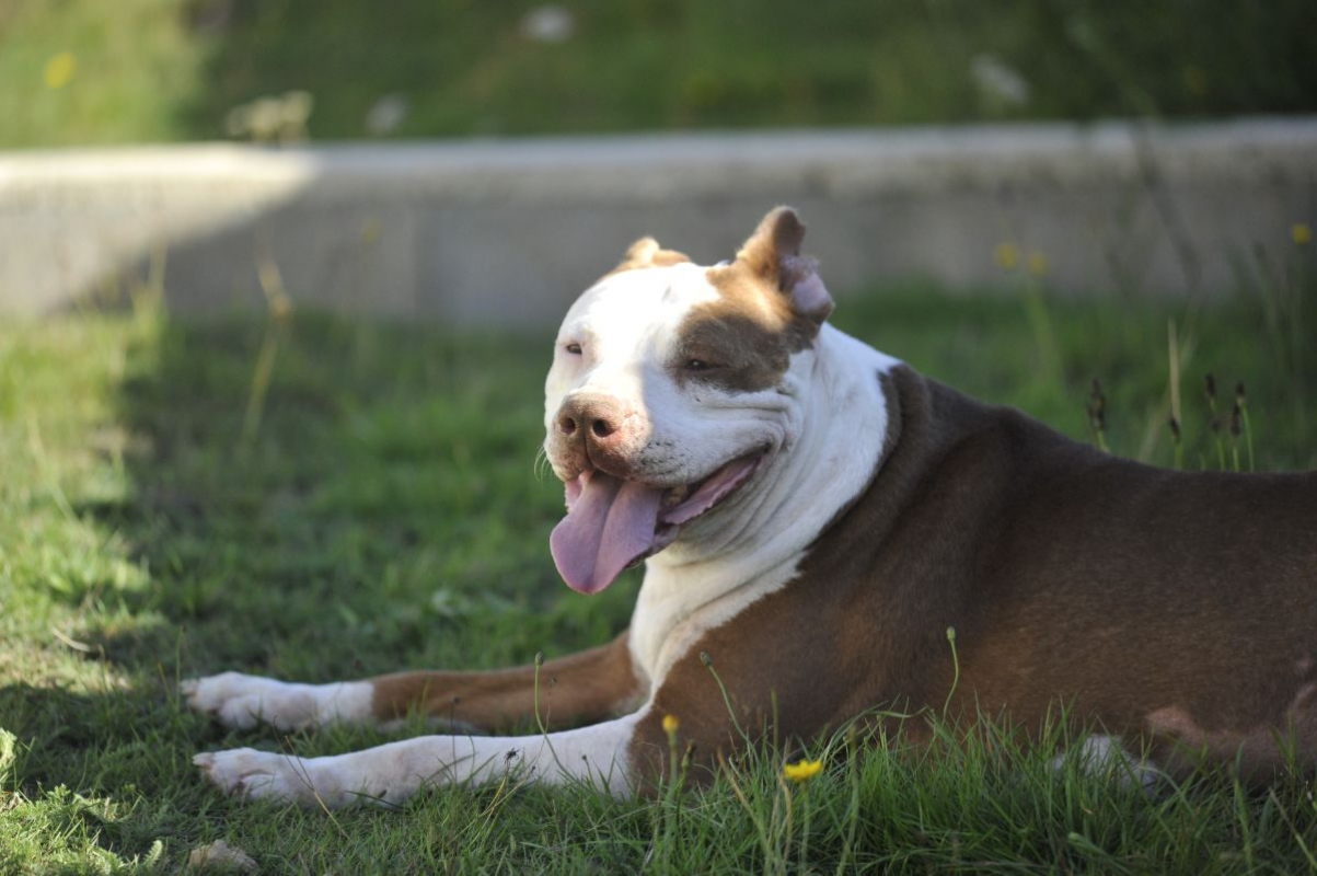 Photo #4 de Caramelle