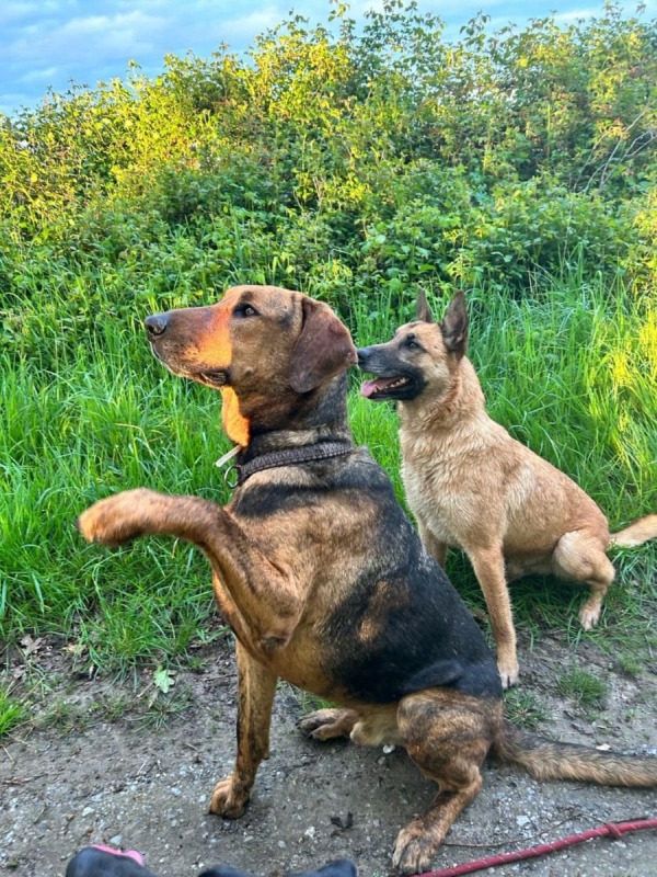 Photo #1 de THOR, un chien génial !