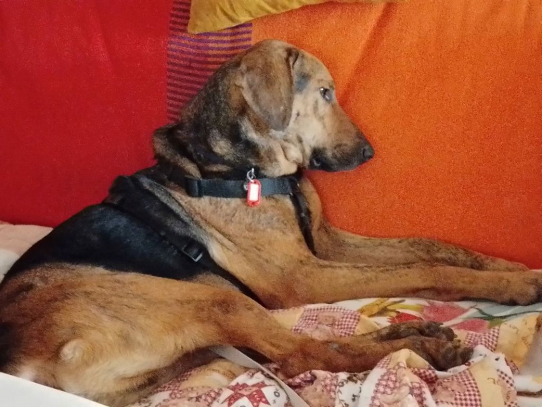 Photo #2 de THOR, un chien génial !