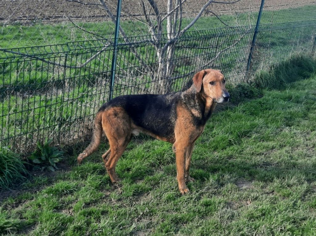 Photo #3 de THOR, un chien génial !