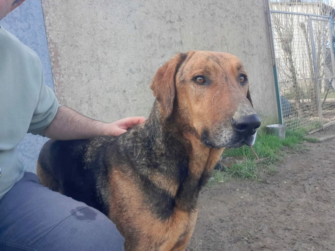 Photo #4 de THOR, un chien génial !